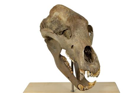 21" Fossil Cave Bear (Ursus spelaeus) Skull - Extremely Large! (#240205 ...