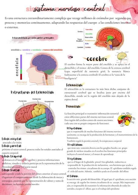 Resúmenes de Sistema nervioso Descarga apuntes de Sistema nervioso