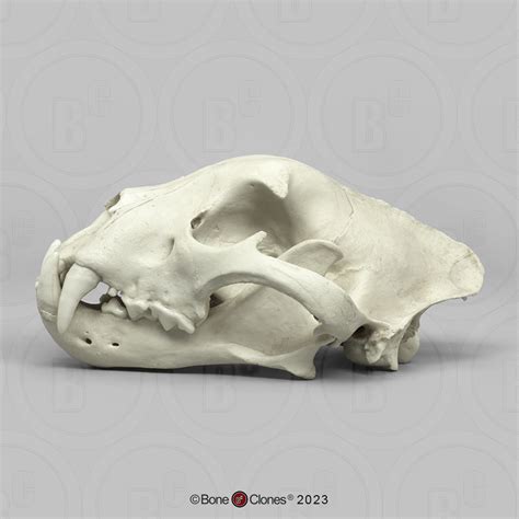 Jaguar Skull Male Bone Clones Osteological Reproductions