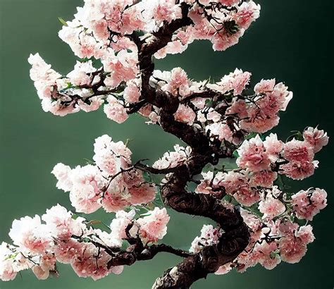 Cherry Blossom Bonsai Care Guide, Propagation Tips, and More