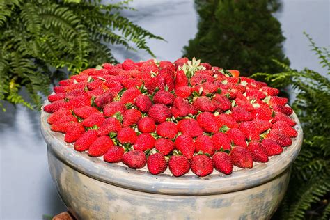 Festa De Flores E Morangos De Atibaia Come A Nesta Sexta Feira Veja A