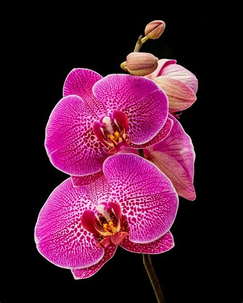 Orchid Pink Flower Free Photo On Pixabay