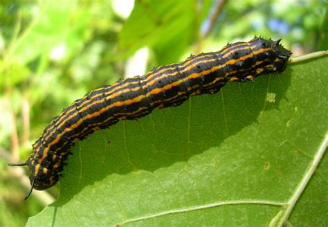 Orange And Black Caterpillar Australia