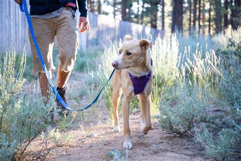 Exploring the Best Dog Leash Brands in Canada | by Rocky Mountain Dog ...