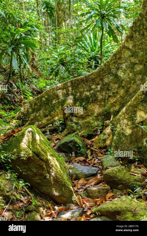 Beautiful view of the primary rainforest jungle of the Masoala National ...