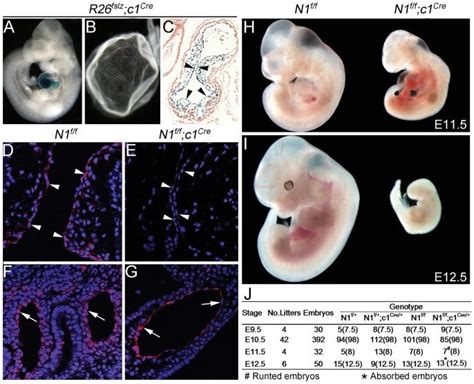 A And B Wholemount X Gal Staining Of The E105 R26fslzc1cre Embryo Download Scientific