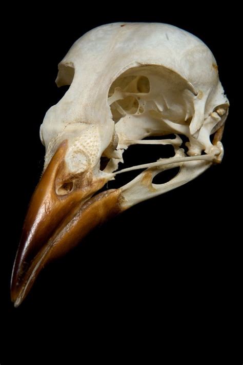 Bird Skull Animal Skeletons Bird Skull Skull Reference