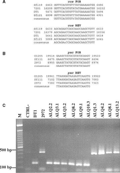 Multiplex Pcr For The Detection Of The 2 Groups Of Streptococcus