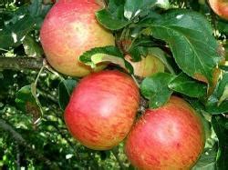 Buy Fortune Apple Tree Online Crj Fruit Trees Nursery Uk