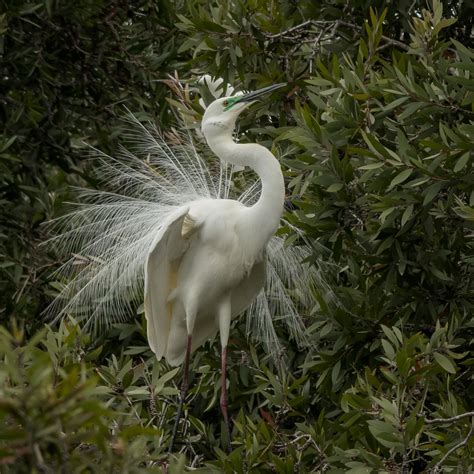 The Eastern Great Egret Looks Like A Proper Christmas Angel