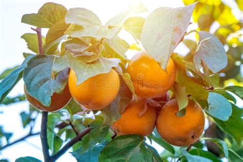 Persimmon Tree With Many Ripe Persimmons In Autumn Stock Photo Image