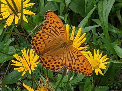 Großer Perlmuttfalter Speyeria aglaja Le Grand Nacré 6 Bilder 6