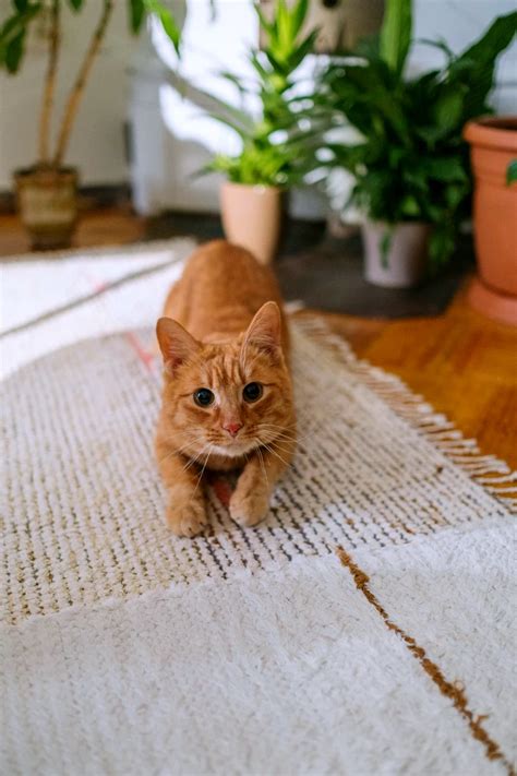 Comment Liminer Lodeur Durine De Chat Dans La Maison Astuces