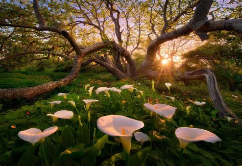 Papel de parede luz solar Árvores panorama floresta sai Flores