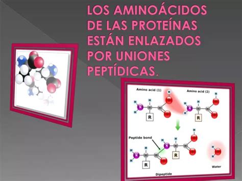 Ppt Los Amino Cidos De Las Prote Nas Est N Enlazados Por Uniones