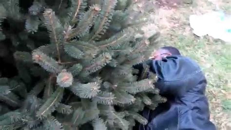 Cutting Down Our Christmas Tree Youtube