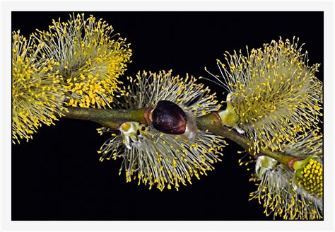 Pussy Willow On Behance