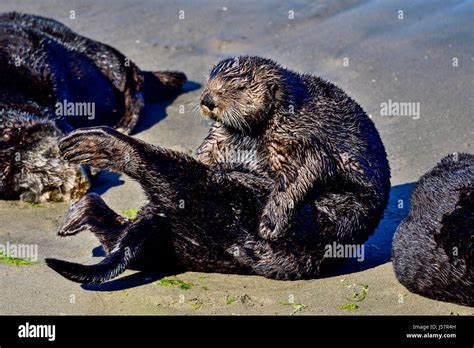 California Sea Otter Stock Photo - Alamy