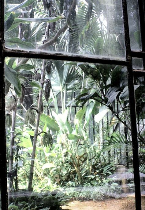 Hothouse Jungle Jungle House Hothouse Exotic Plants Glass House