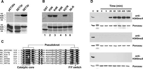 In Vitro Histone Methyltransferase Activity Of Recombinant Set3p A Download Scientific