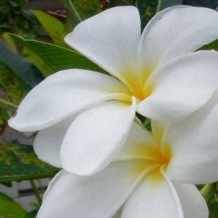 Plumeria pudica 'Golden Arrow', Frangipani 'Golden Arrow' in GardenTags ...