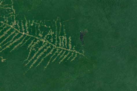 Deforestation in Brazil continues torrid pace into 2020