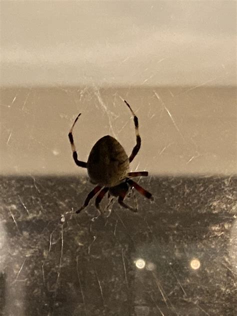 Unidentified Spider In Rogers Arkansas United States