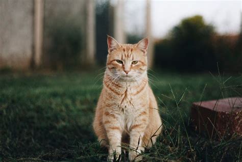 Berapa Lama Umur Rata Rata Kucing Begini Penjelasannya Kids