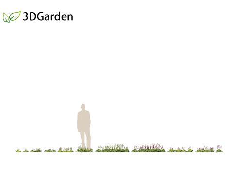 Plantago major - broadleaf plantain 3D Model - 3DGardenPlants