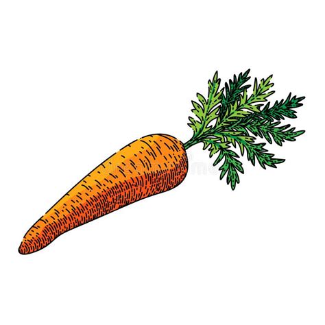 Carrot Plant Sketch Hand Drawn Vector Stock Illustration Illustration