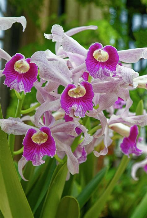 Orchids Portrait Photograph By Sally Weigand Fine Art America