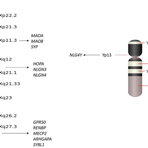 A Schematic Of The Sex Chromosomes With Several Adjacent Genes That Download Scientific Diagram