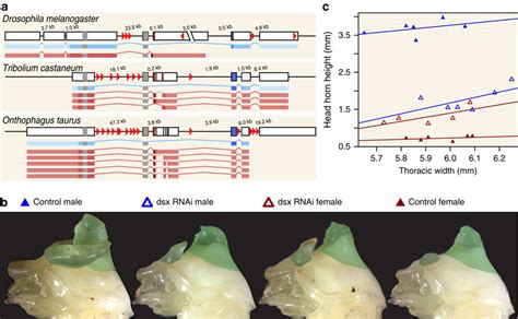 Asymmetric Interactions Between Doublesex And Tissue And Sex Specific