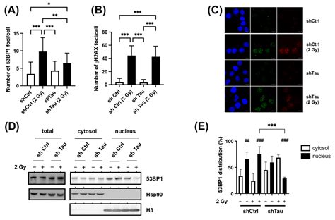 Cancers Free Full Text Cancer Cells Upregulate Tau To Gain