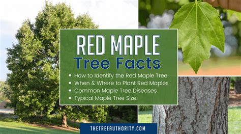 Sugar Maple Tree Facts Acer Saccharum The Tree Authority