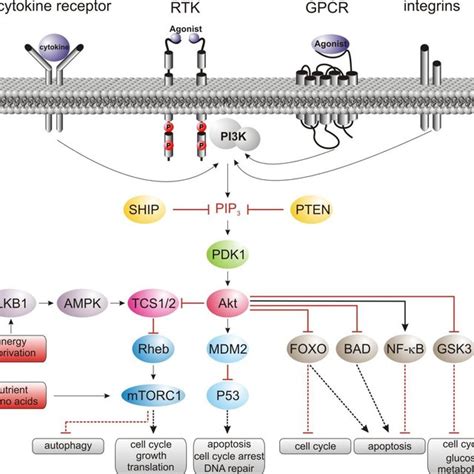 2 Schematic Representation Of Class I Pi3k Signaling Pathway