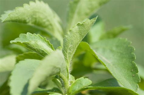 sweetleaf p allen smith