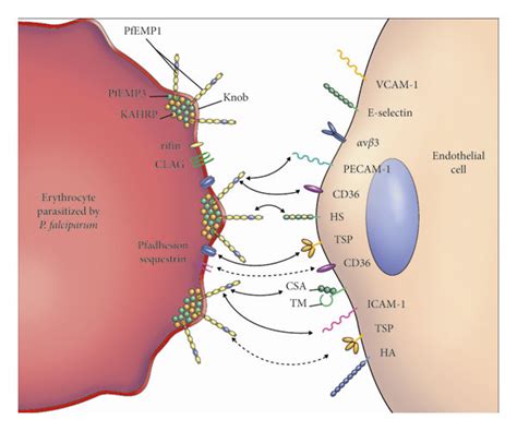 Falciparum Cytoadherence VCAM 1 Vascular Cell Adhesion Molecule 1