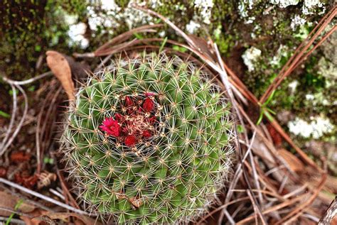 Mammillaria Wiesingeri Subsp Apamensis Red Peppercorn Condiments