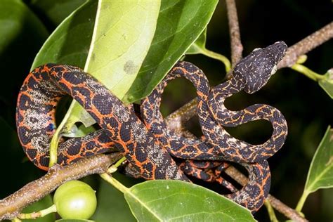 Amazon Tree Boa Morph: Care, Habitat, and Diet Guide