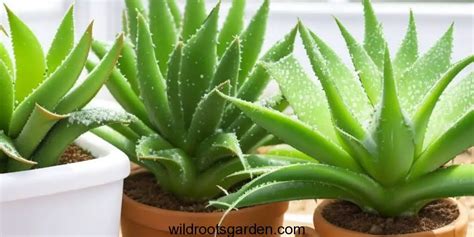 How To Care For Your Aloe Vera Plant During Winter Wild Roots Garden