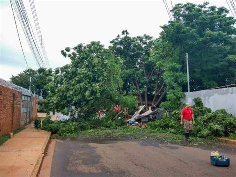 Árvore cai fecha rua e derruba Muro da Gentileza do Bairro Santa Luzia