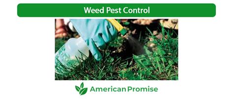 Weed Pest Control Cannabis Pests American Promise