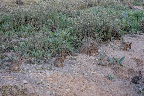 little wild gray rabbit in natural habitat in spain 22265478 Stock ...