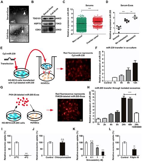 Exosomal Mir 205 Can Be Transferred From Occs To Huvecs And Is