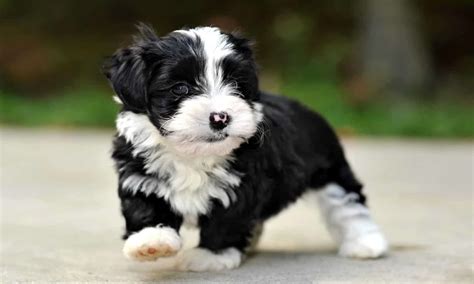 Interesting and Surprising Facts About Havanese Dogs - Our Dog Breeds