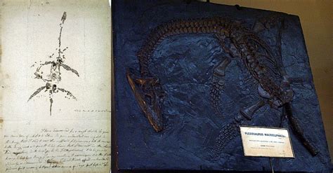 10 Facts About Mary Anning The Pioneering Yet Forgotten Hero Of