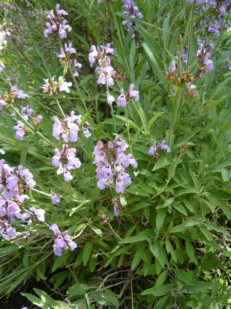 Filesalvia Lavandulifolia