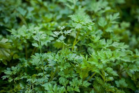 Planta De La Hierba Del Perejil Crispum Del Petroselinum Foto De