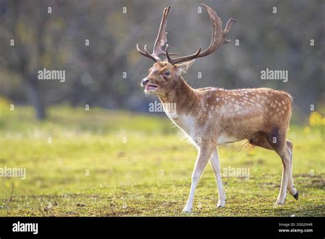 Fallow Deer Dama Dama Male Stag During Rutting Season The Autumn